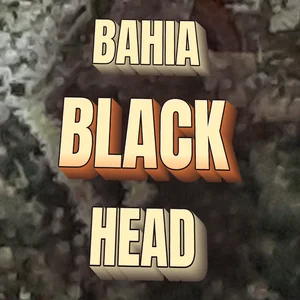 Bahia Black Head Cannabis Strain