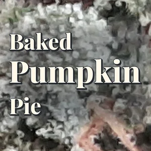 Baked Pumpkin Pie Cannabis Strain