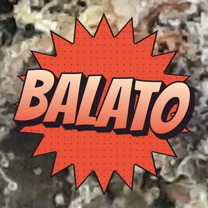 Balato Cannabis Strain