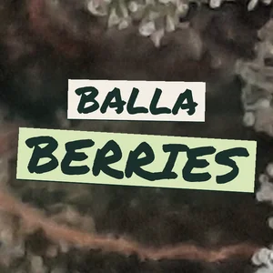 Balla Berries Cannabis Strain