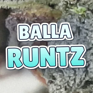 Balla Runtz Cannabis Strain