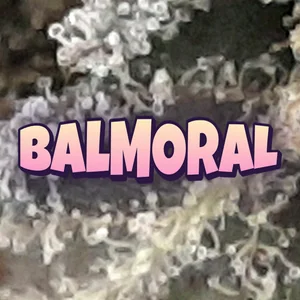 Balmoral Cannabis Strain
