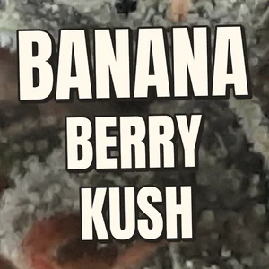 Banana Berry Kush Cannabis Strain