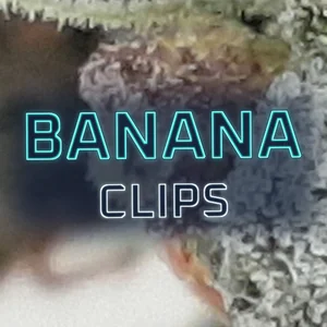 Banana Clips Cannabis Strain