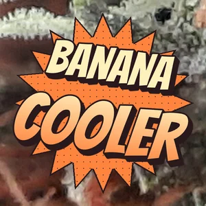 Banana Cooler Cannabis Strain