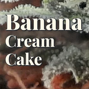 Banana Cream Cake Cannabis Strain