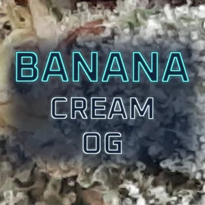 Banana Cream OG Cannabis Strain