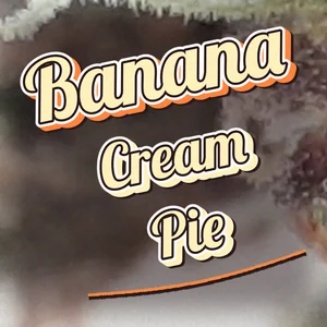 Banana Cream Pie Cannabis Strain