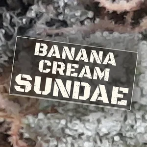 Banana Cream Sundae Cannabis Strain