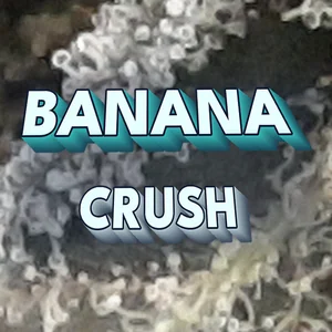 Banana Crush Cannabis Strain