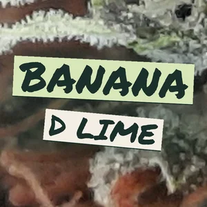 Banana D Lime Cannabis Strain