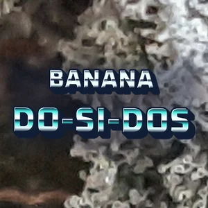 Banana Do-Si-Dos Cannabis Strain