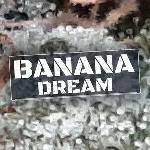Banana Dream Cannabis Strain