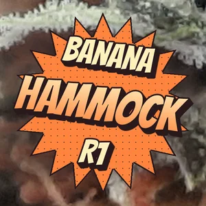 Banana Hammock R1 Cannabis Strain