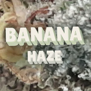 Banana Haze Cannabis Strain