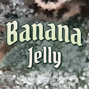 Banana Jelly Cannabis Strain