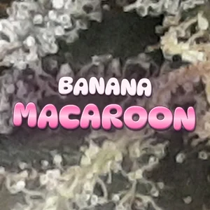 Banana Macaroon Cannabis Strain