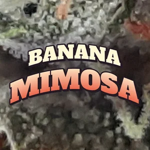 Banana Mimosa Cannabis Strain