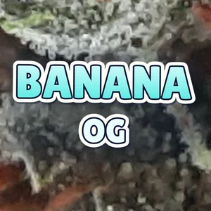 Banana OG Cannabis Strain