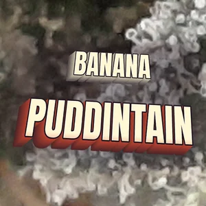 Banana Puddintain Cannabis Strain