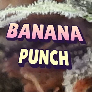 Banana Punch Cannabis Strain