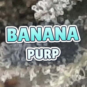 Banana Purp Cannabis Strain