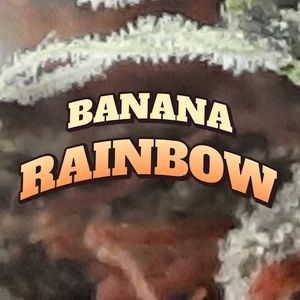 Banana Rainbow Cannabis Strain