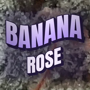 Banana Rose Cannabis Strain