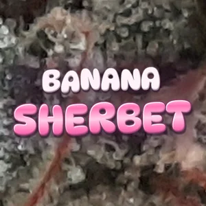 Banana Sherbet Cannabis Strain