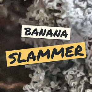 Banana Slammer Cannabis Strain