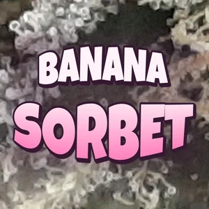 Banana Sorbet Cannabis Strain