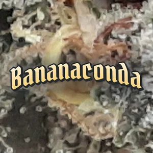 Bananaconda Cannabis Strain