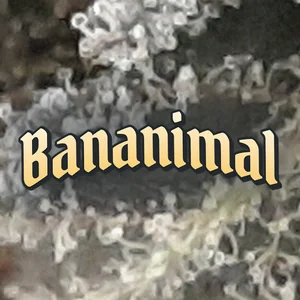 Bananimal Cannabis Strain