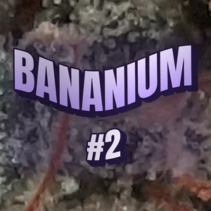 Bananium #2 Cannabis Strain