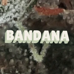 Bandana Cannabis Strain