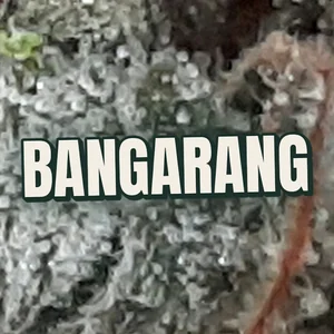 Bangarang Cannabis Strain