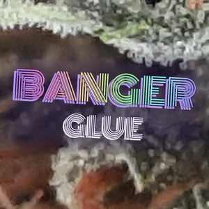 Banger Glue Cannabis Strain