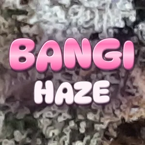 Bangi Haze Cannabis Strain