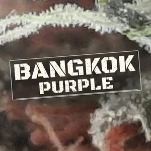 Bangkok Purple Cannabis Strain