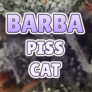 Barba Piss Cat Cannabis Strain