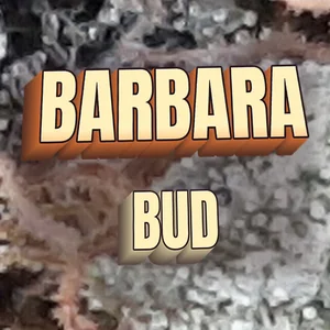 Barbara Bud Cannabis Strain