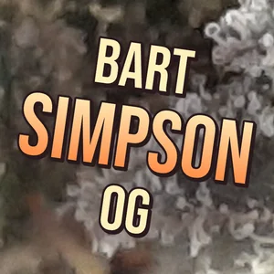 Bart Simpson OG Cannabis Strain