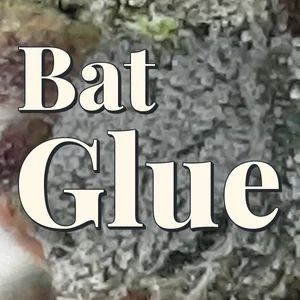 Bat Glue Cannabis Strain