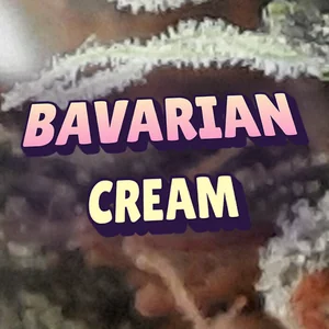 Bavarian Cream Cannabis Strain