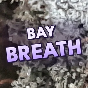 Bay Breath Cannabis Strain