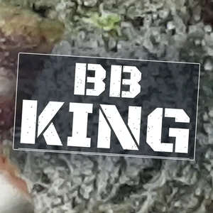 BB King Cannabis Strain