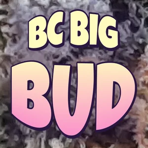 BC Big Bud Cannabis Strain