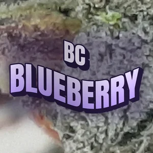 BC Blueberry Cannabis Strain