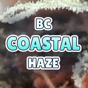 BC Coastal Haze Cannabis Strain