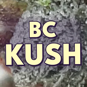 BC Kush Cannabis Strain